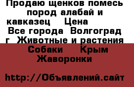 Продаю щенков помесь пород алабай и кавказец. › Цена ­ 1 500 - Все города, Волгоград г. Животные и растения » Собаки   . Крым,Жаворонки